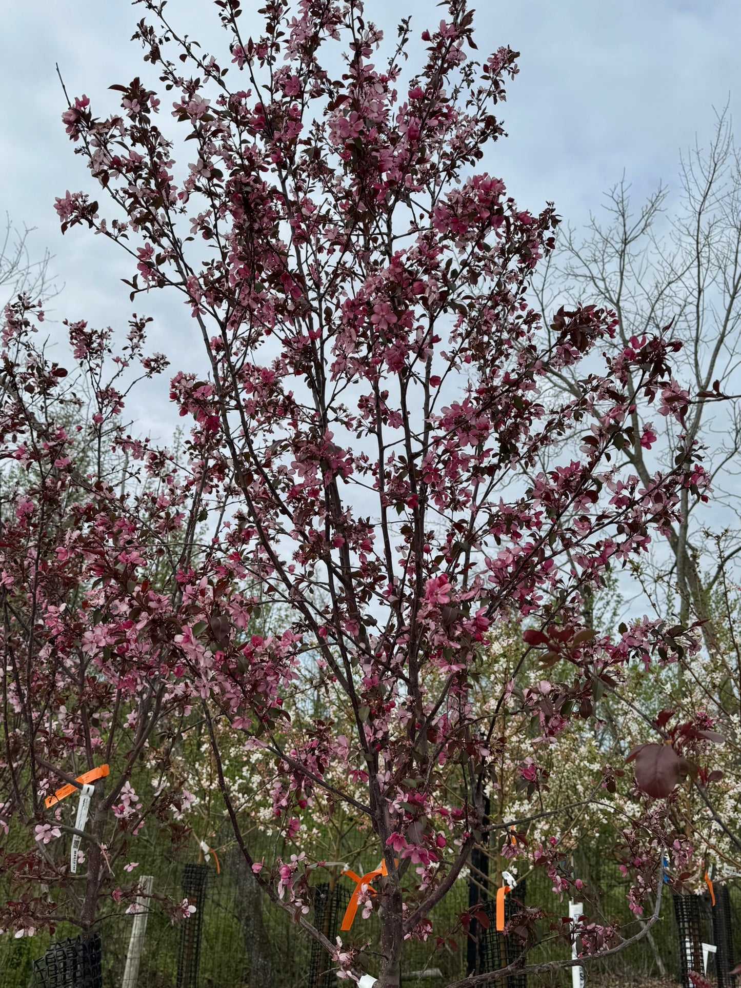 Crabapple, Flowering 'Perfect Purple' (Malus)