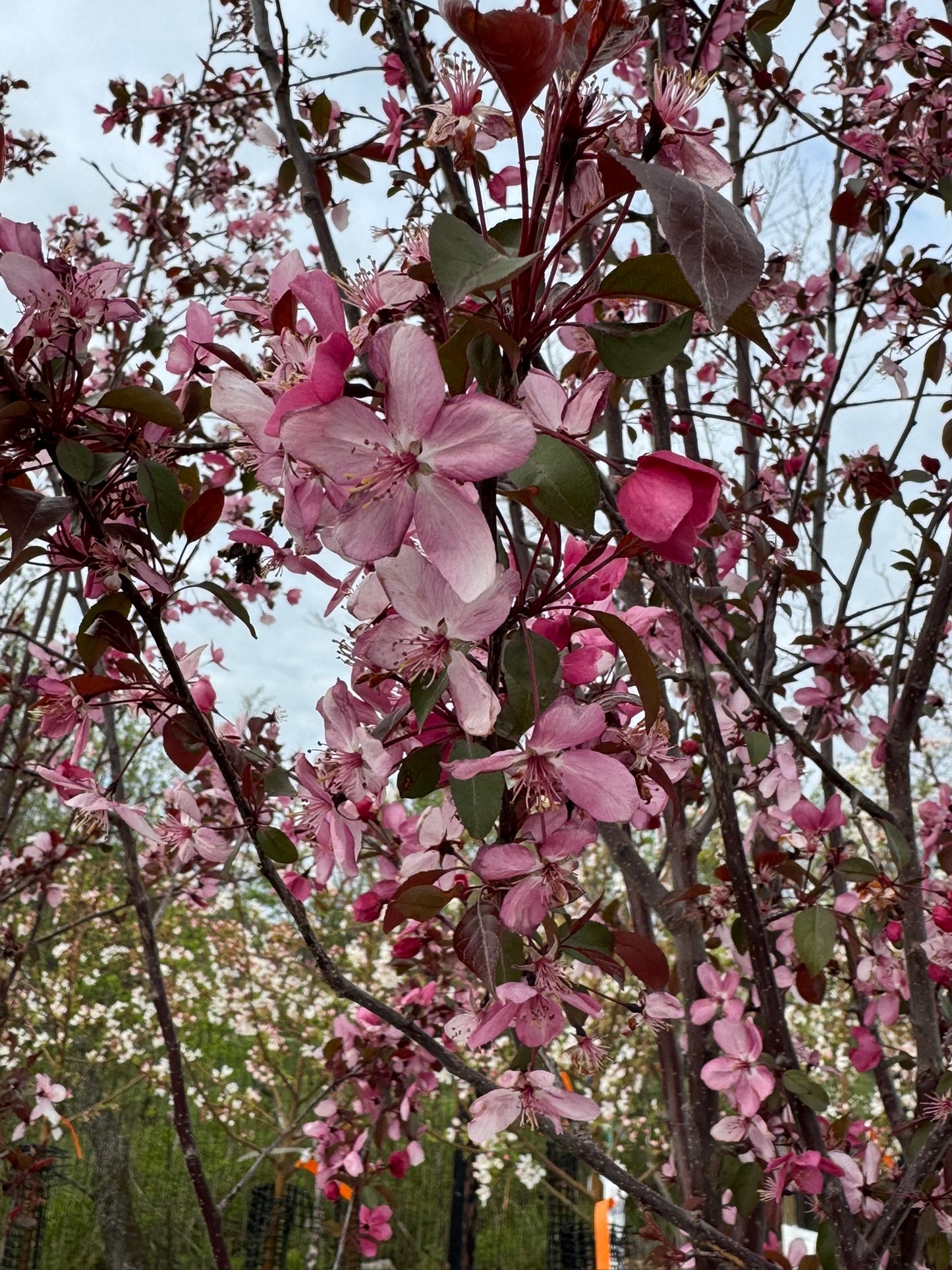 Crabapple, Flowering Columnar 'Raspberry Spear' (Malus)