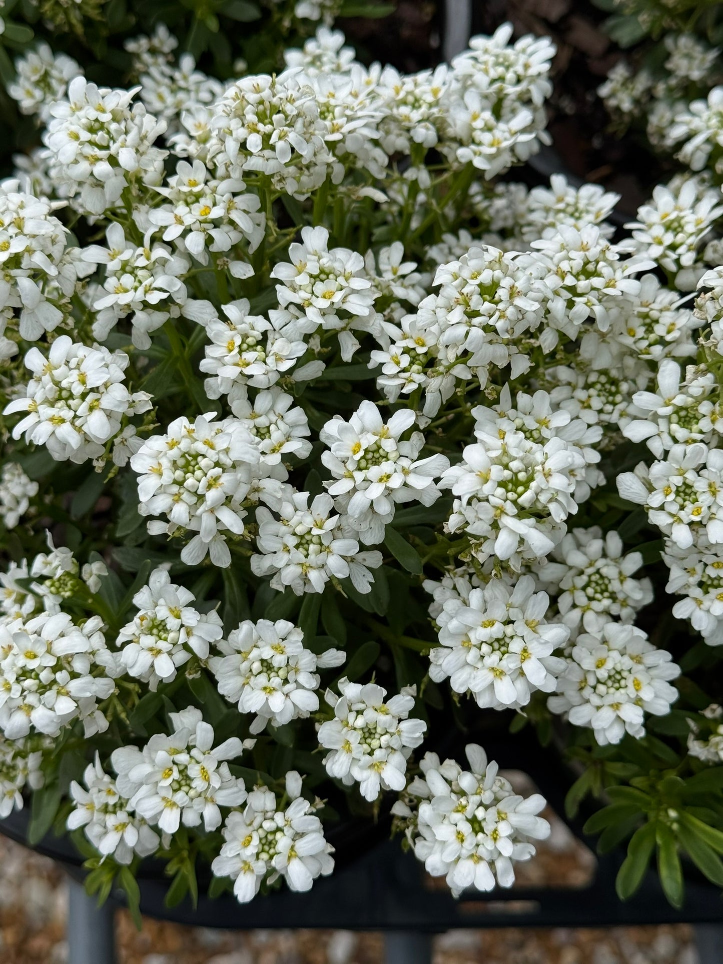 Candytuft 'Snow Dome' (Iberis)