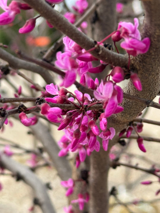 Redbud, Eastern 'Hearts of Fire' (Cercis)