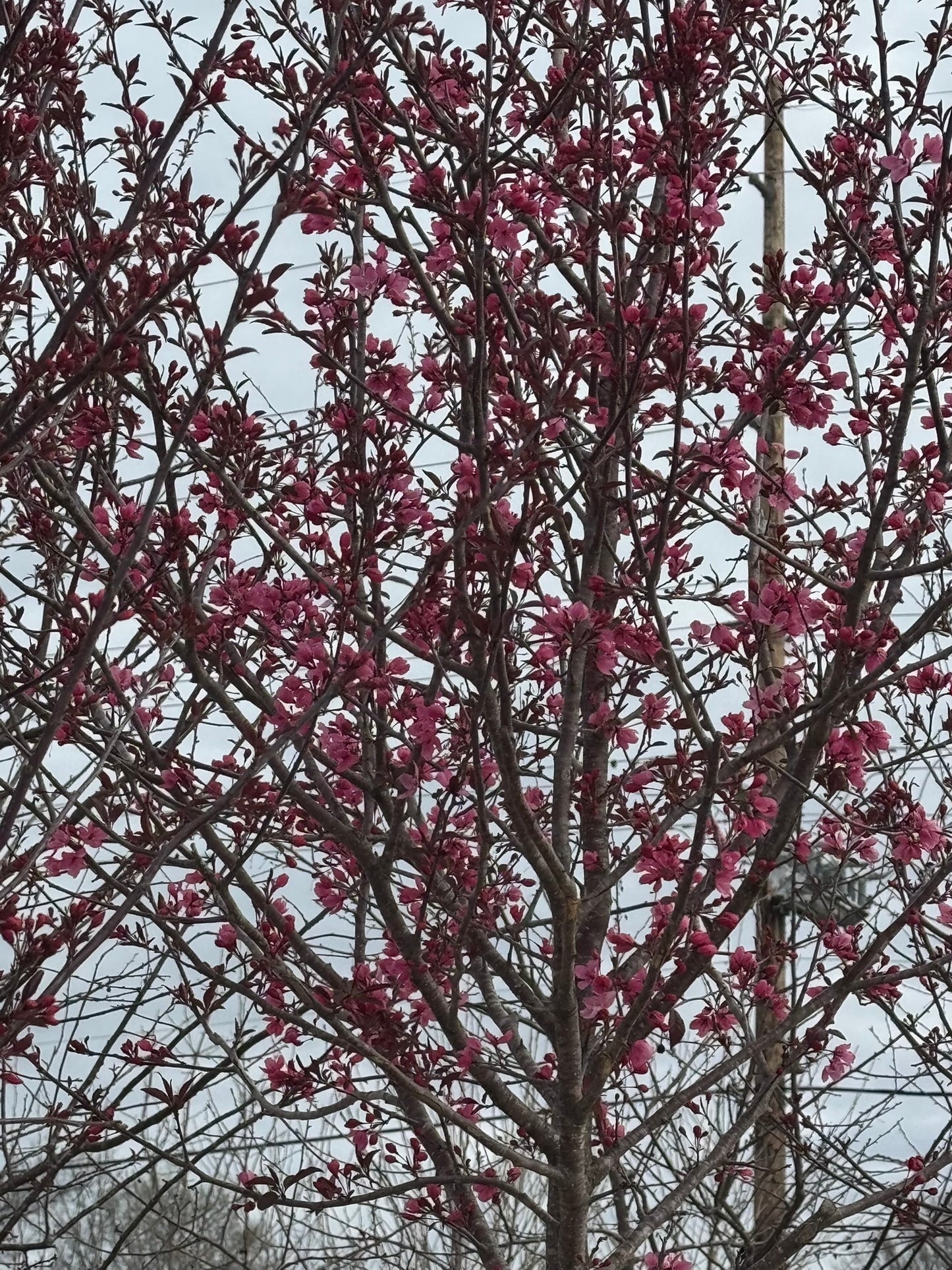 Crabapple, Flowering 'Royal Raindrops' (Malus)