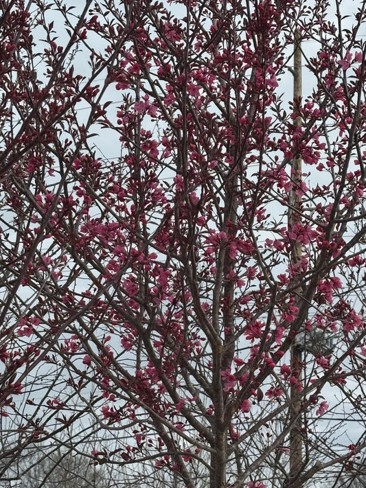 Crabapple, Flowering 'Royal Raindrops' (Malus) Multi-Trunk