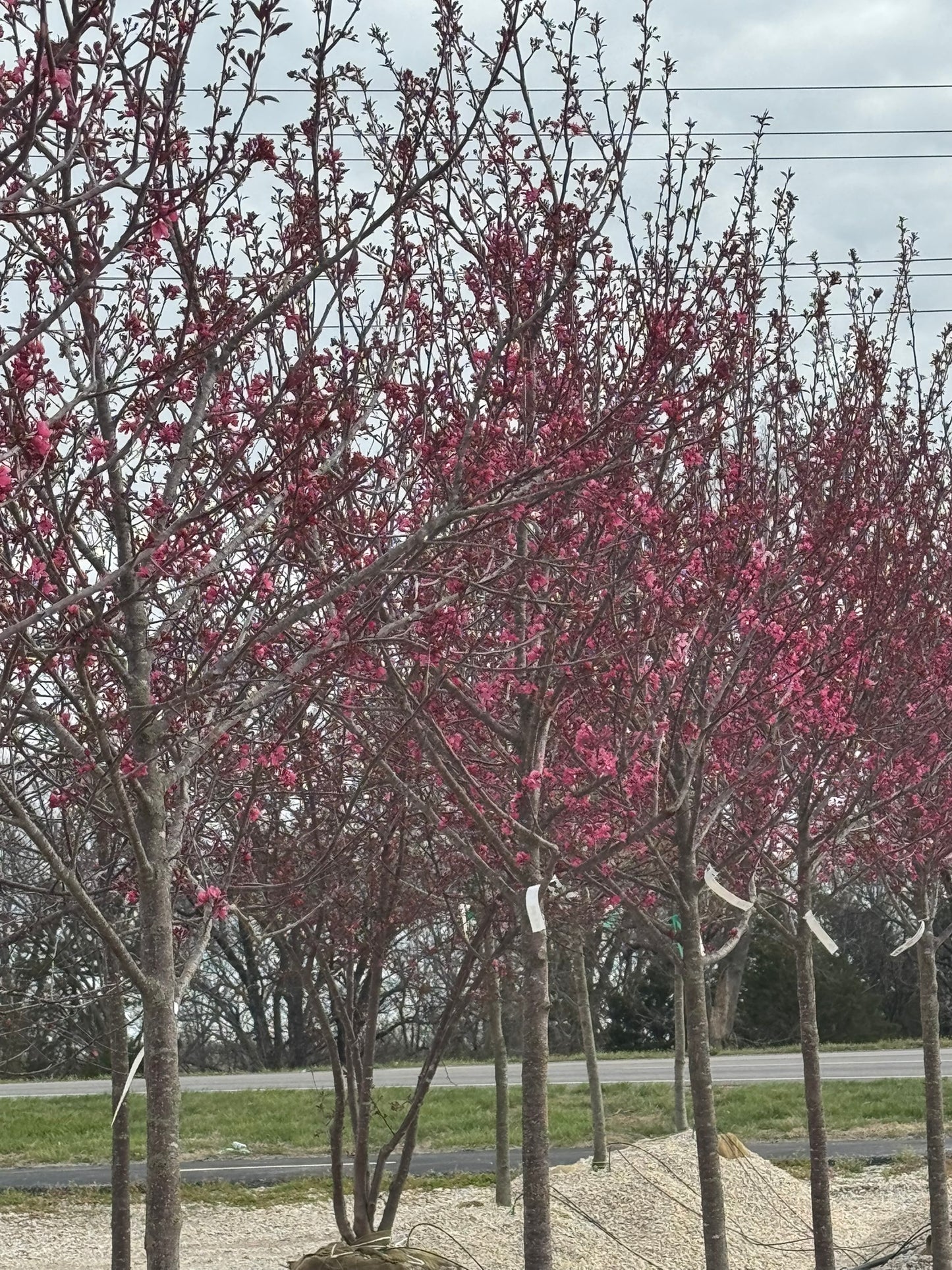 Crabapple, Flowering 'Show Time' (Malus)