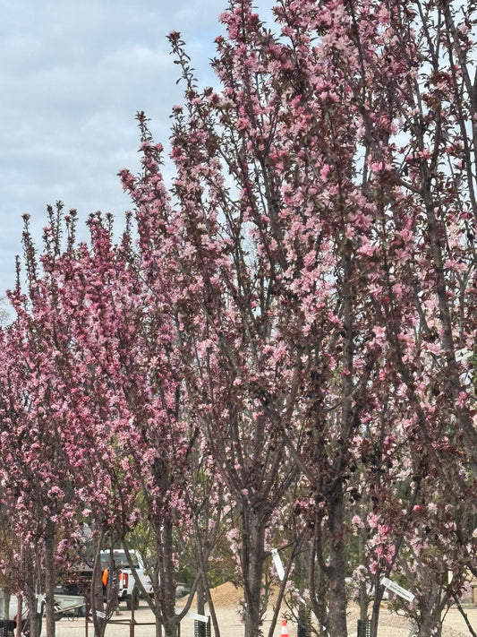 Crabapple, Flowering Columnar 'Raspberry Spear' (Malus)
