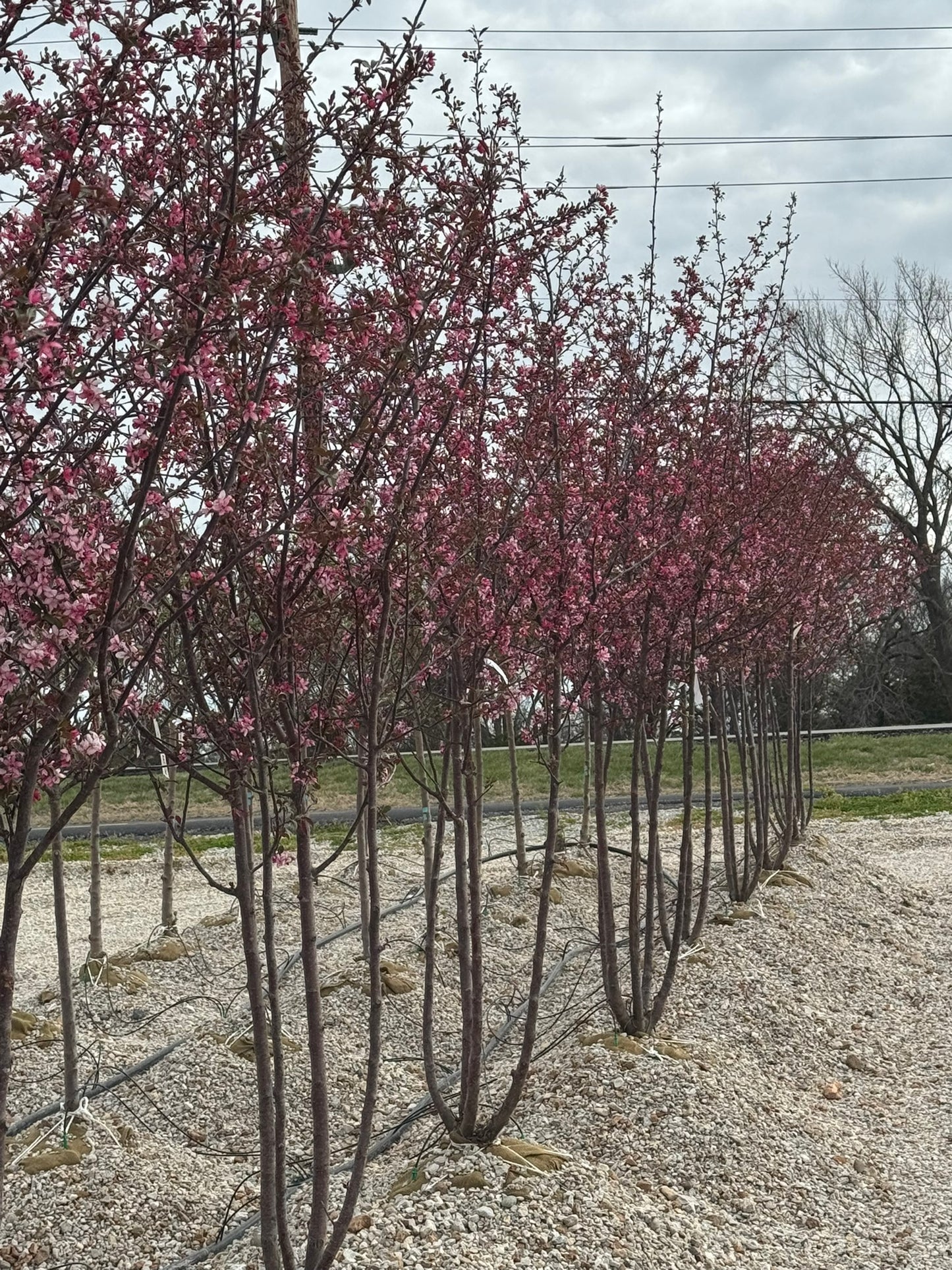 Crabapple, Flowering 'Royal Raindrops' (Malus) Multi-Trunk