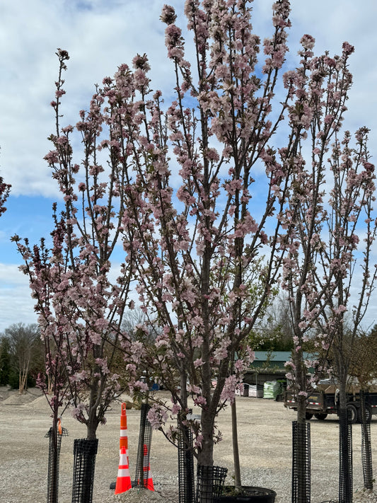 Crabapple, Flowering Columnar 'Emerald Spire' (Malus)