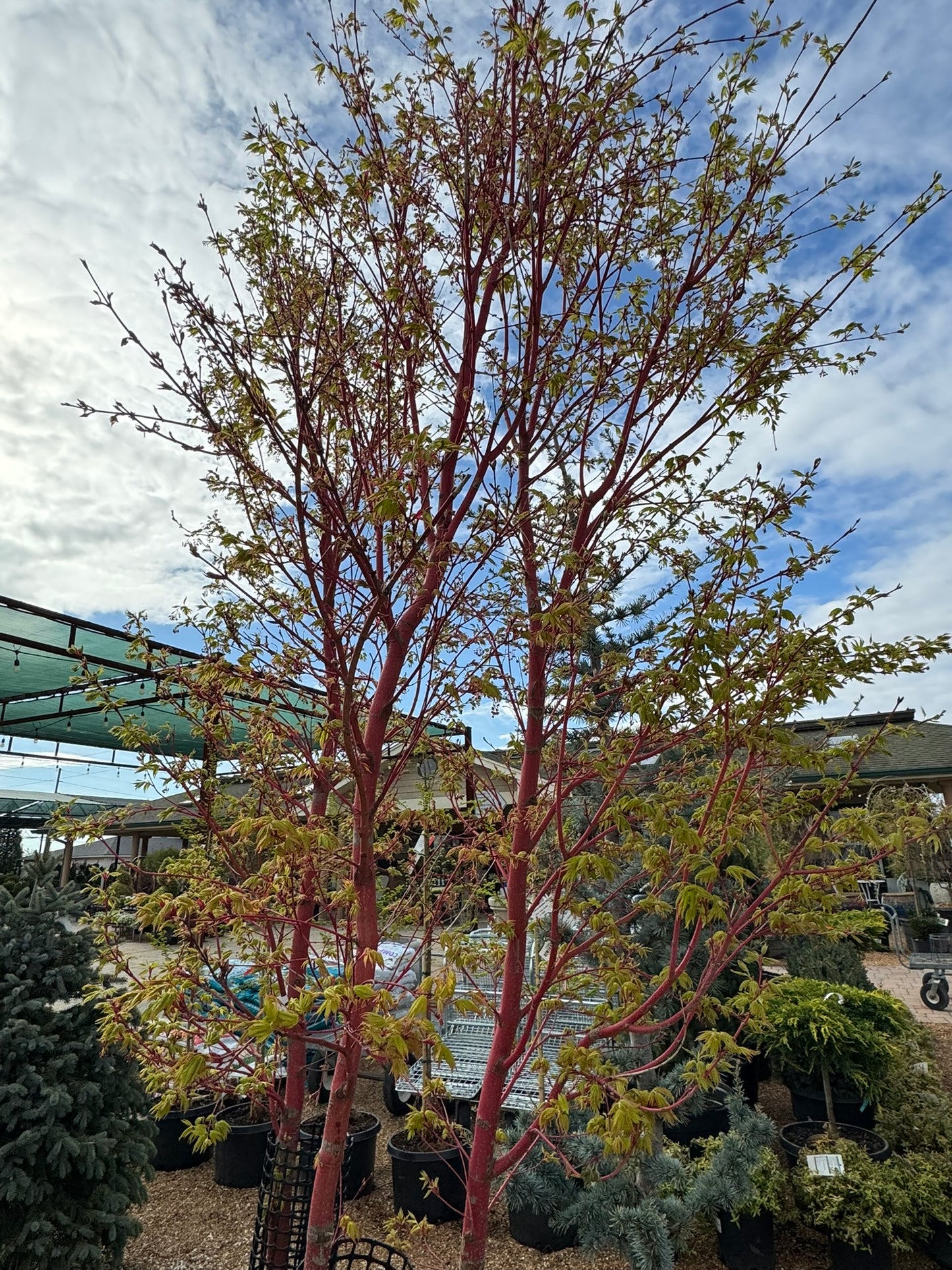 Maple, Japanese Coral Bark, Upright 'Sango Kaku' (Acer)