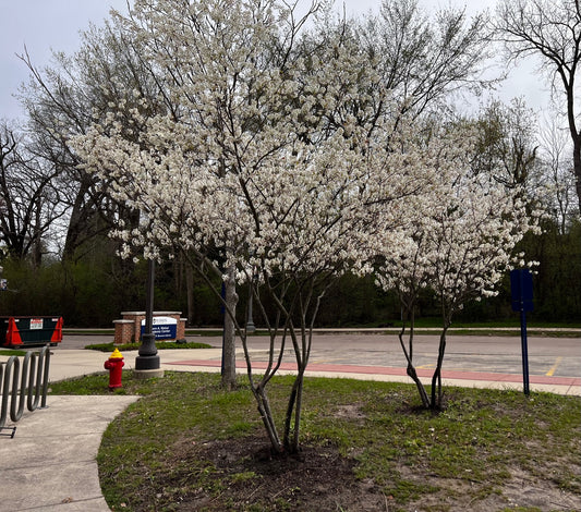 Amelanchier 'Aut. Brilliance'