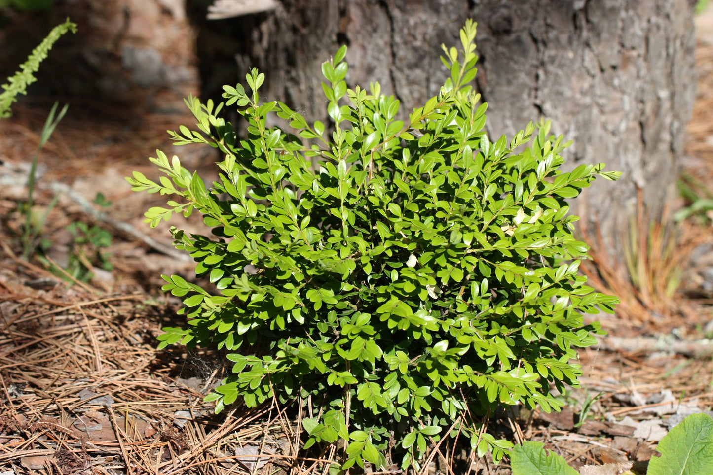 Buxus sempervirens 'Mont Bruno'