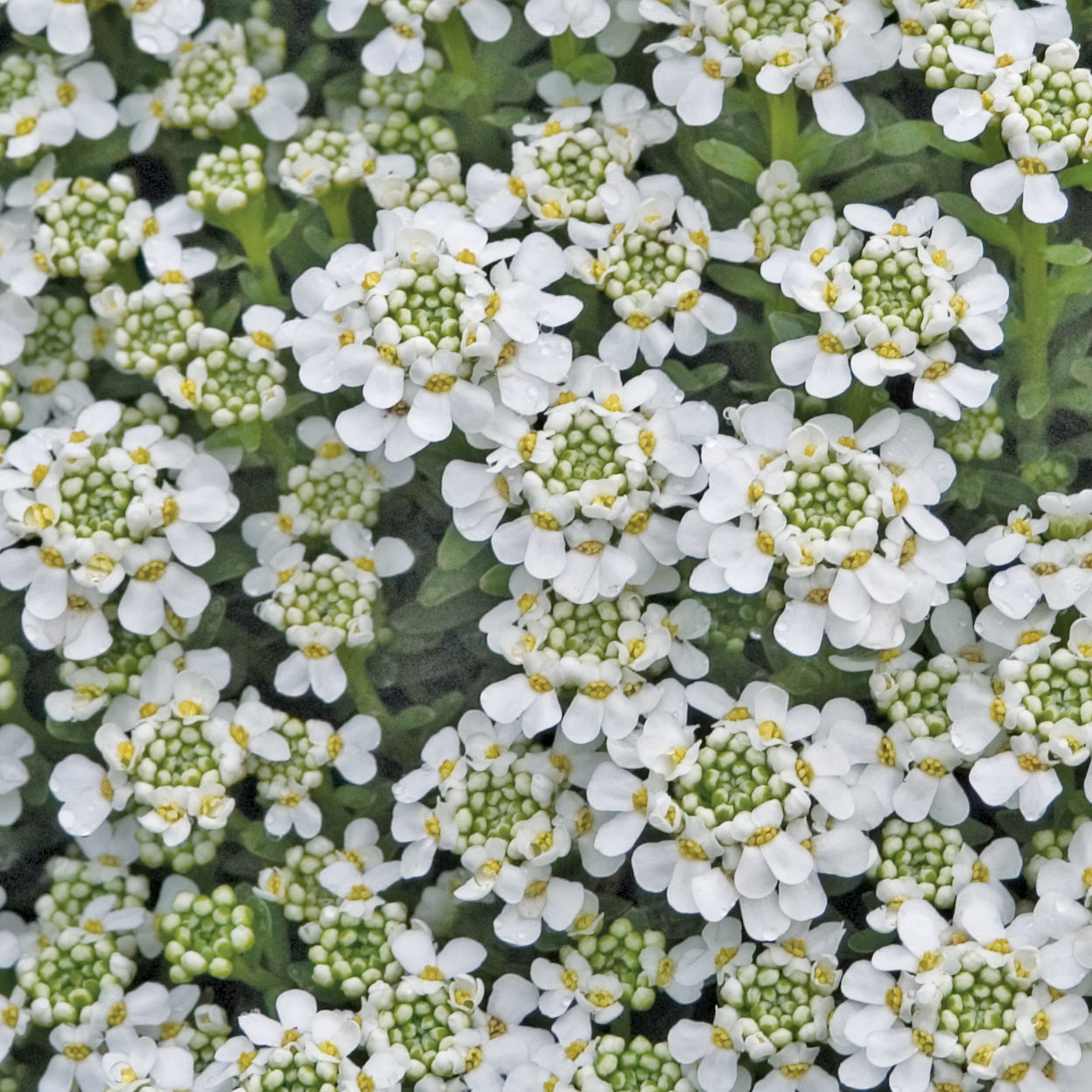 Candytuft 'Snowflake' (Iberis)