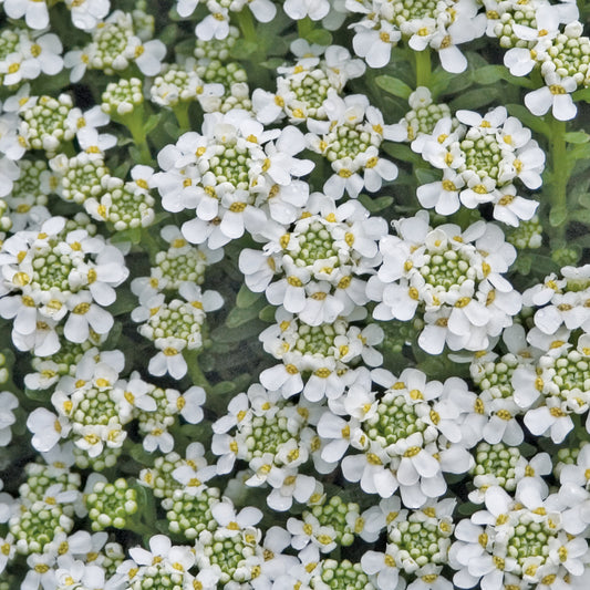 Candytuft 'Snowflake' (Iberis)