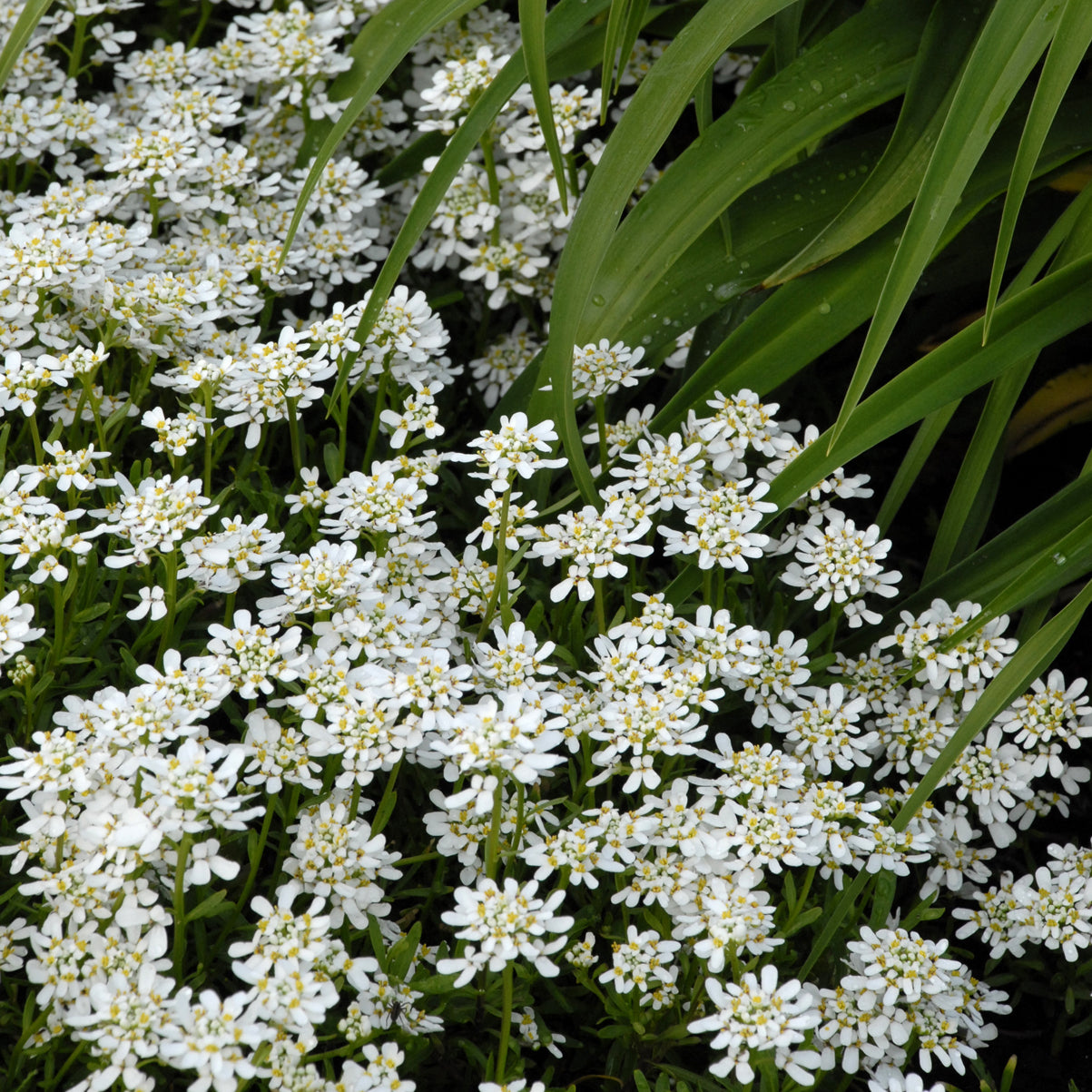 Candytuft 'Snowflake' (Iberis)