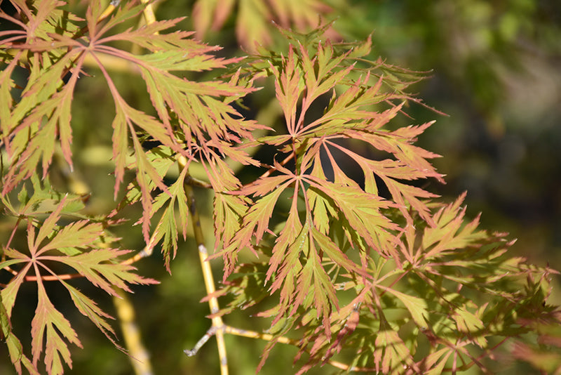 Acer x pseudosieboldianum 'Ice Dragon'