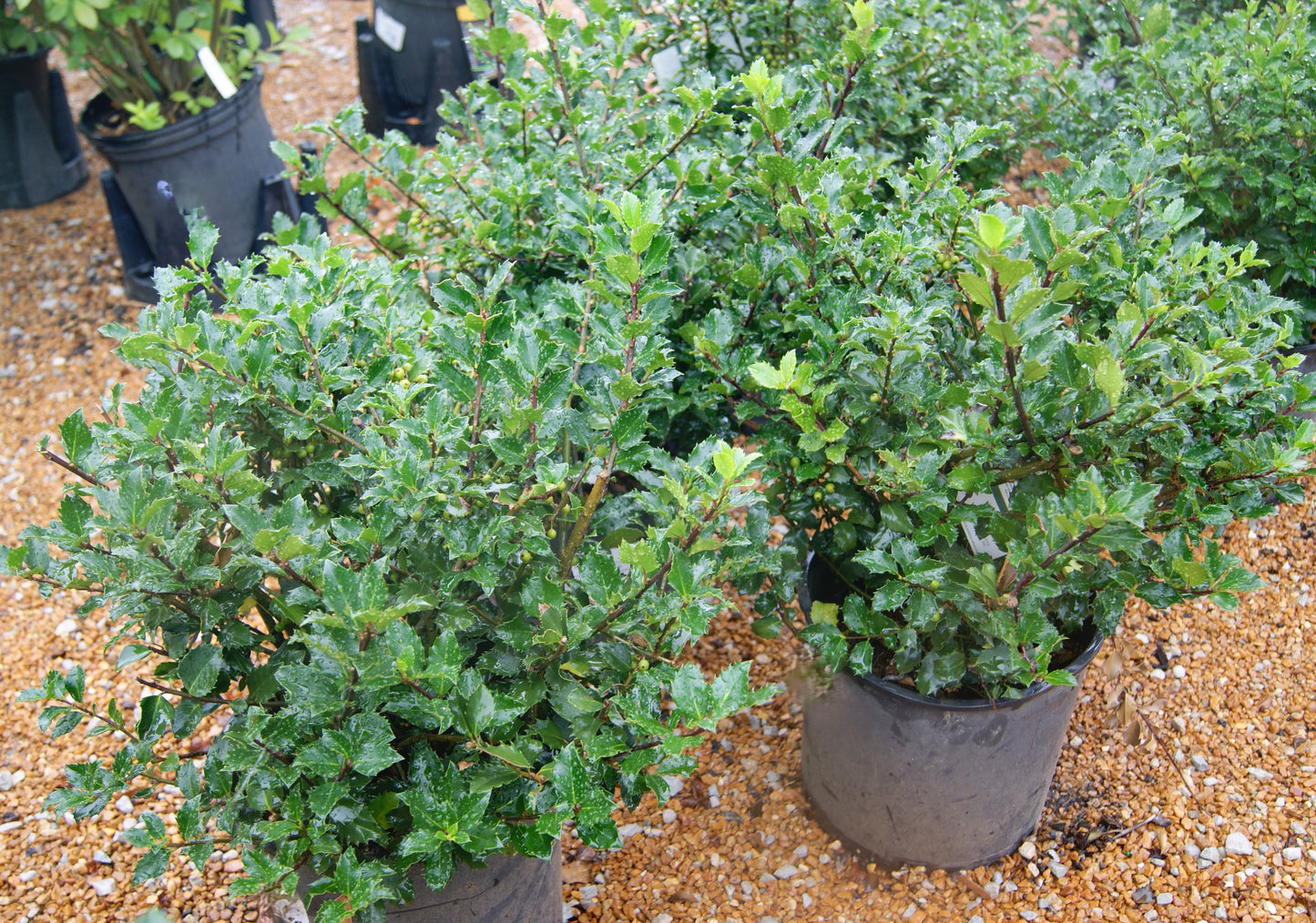 Ilex x meserveae 'Blue Twins'