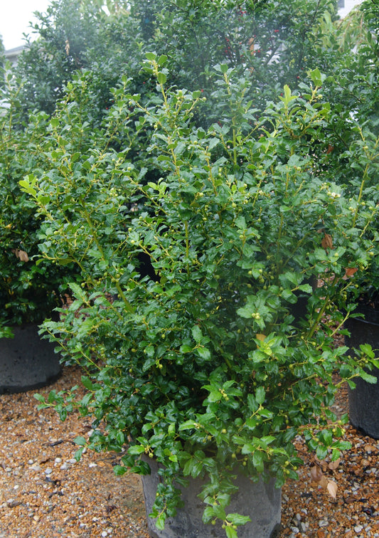 Ilex x meserveae 'China Twins'