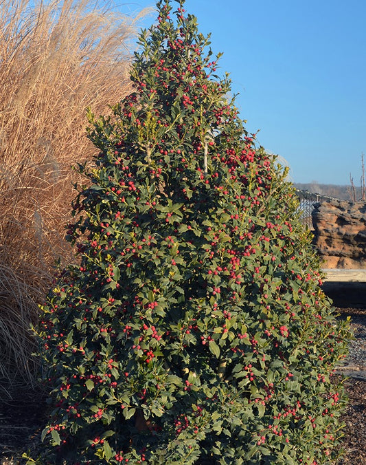 Ilex x 'Christmas Jewel'