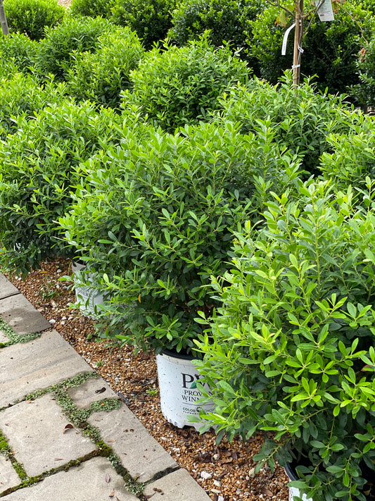 Ilex g. 'Gem Box'