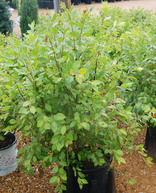 Ilex verticillata 'Red Sprite'