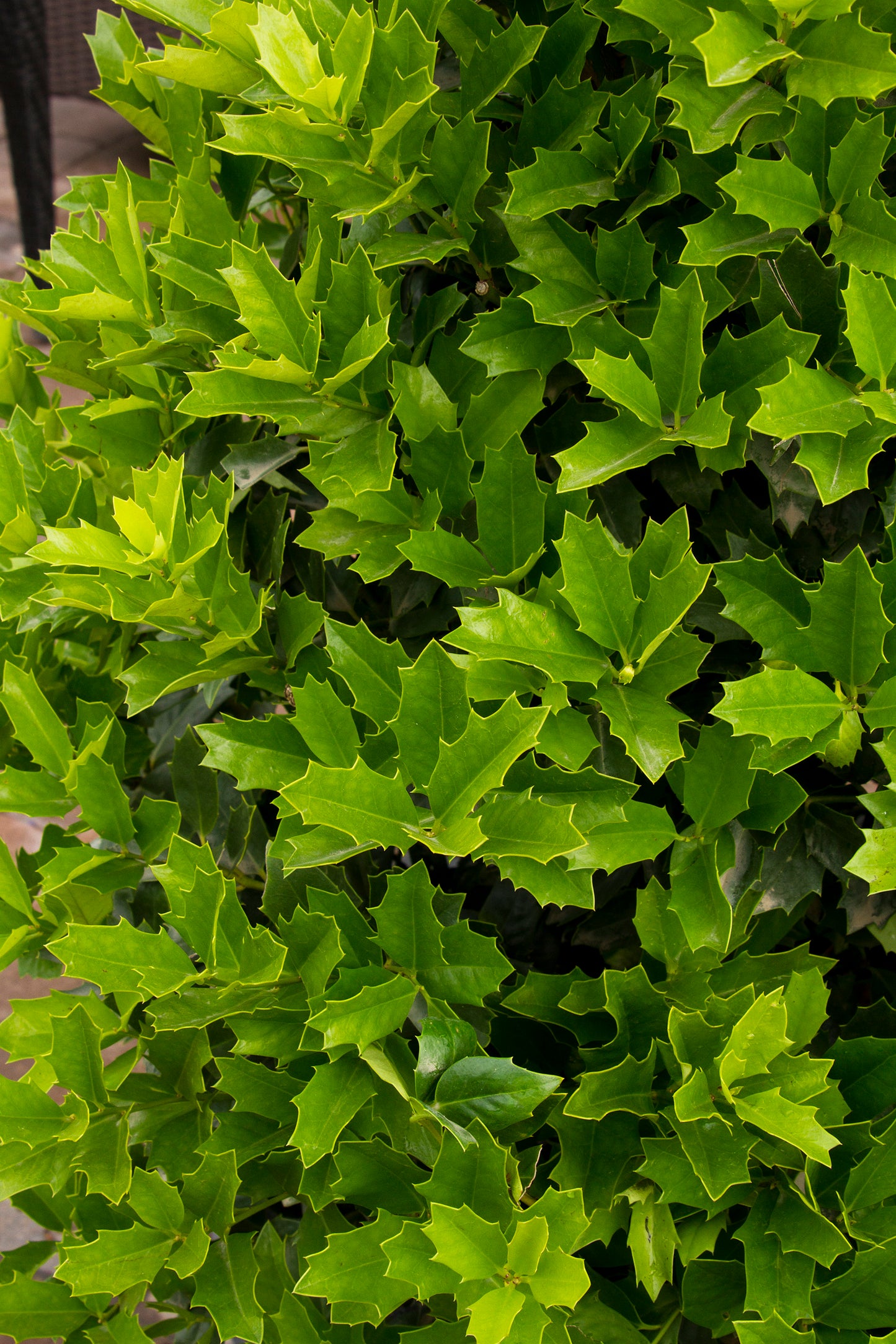 Ilex x 'Oakleaf'