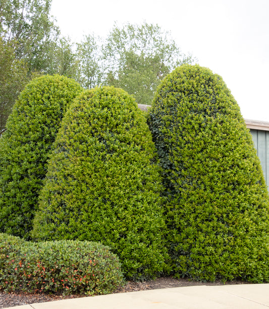 Ilex x 'Oakleaf'