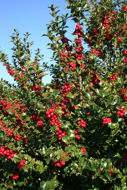 Ilex x 'Red Beauty'