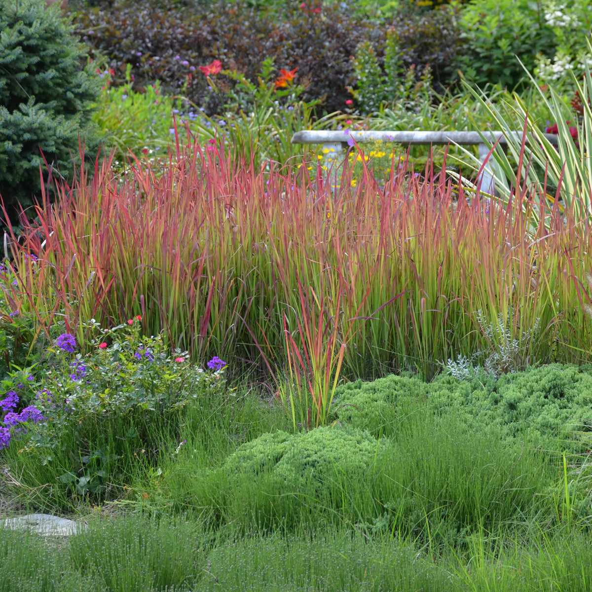 Blood Grass, Japanese 'Red Baron' (Imperata)