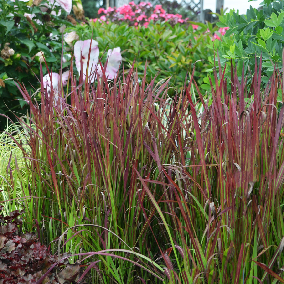 Blood Grass, Japanese 'Red Baron' (Imperata)