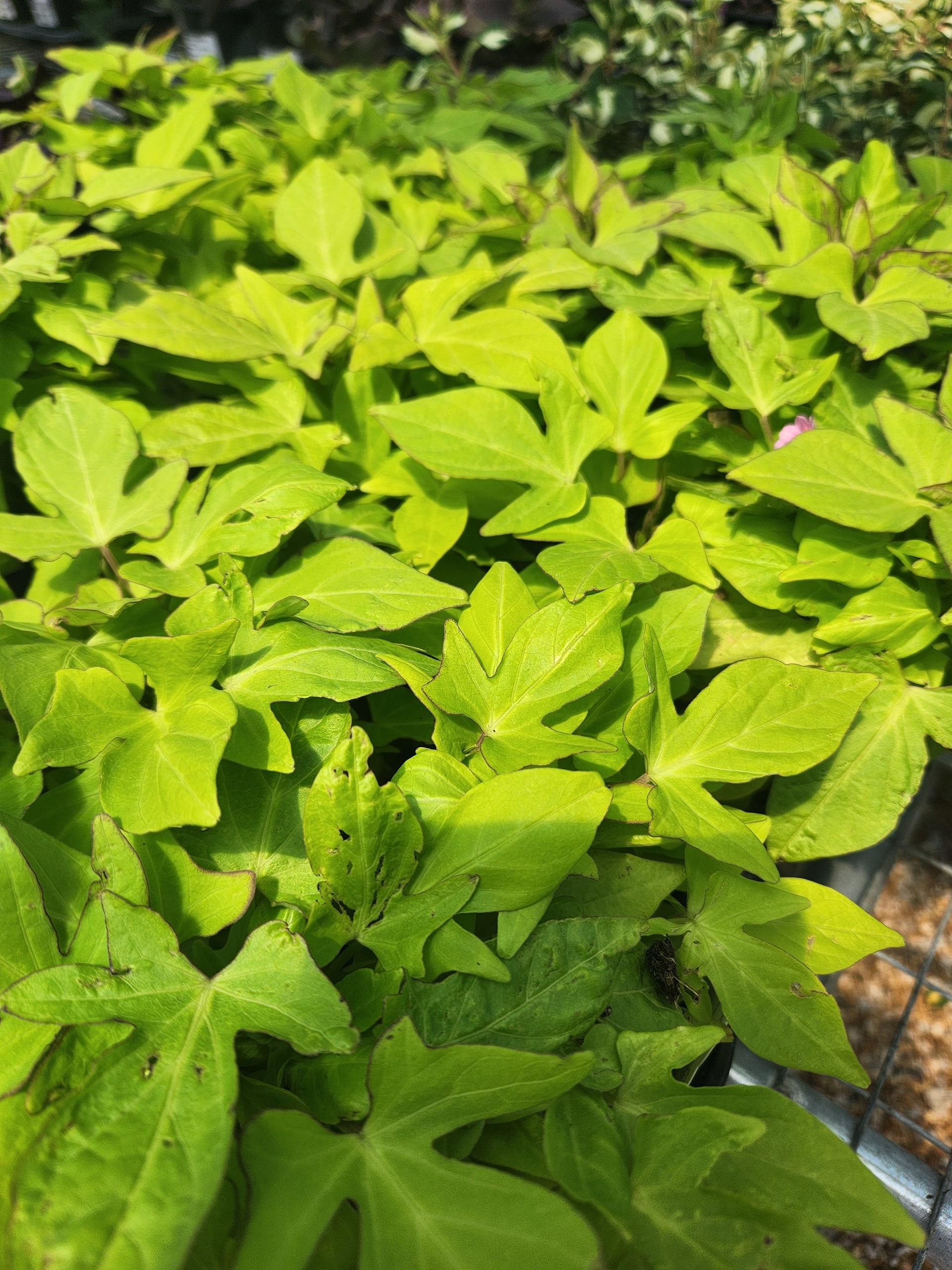 Potato Vine, Ornamental (Ipomoea) – Passiglia Landscape, Nursery & Garden  Center