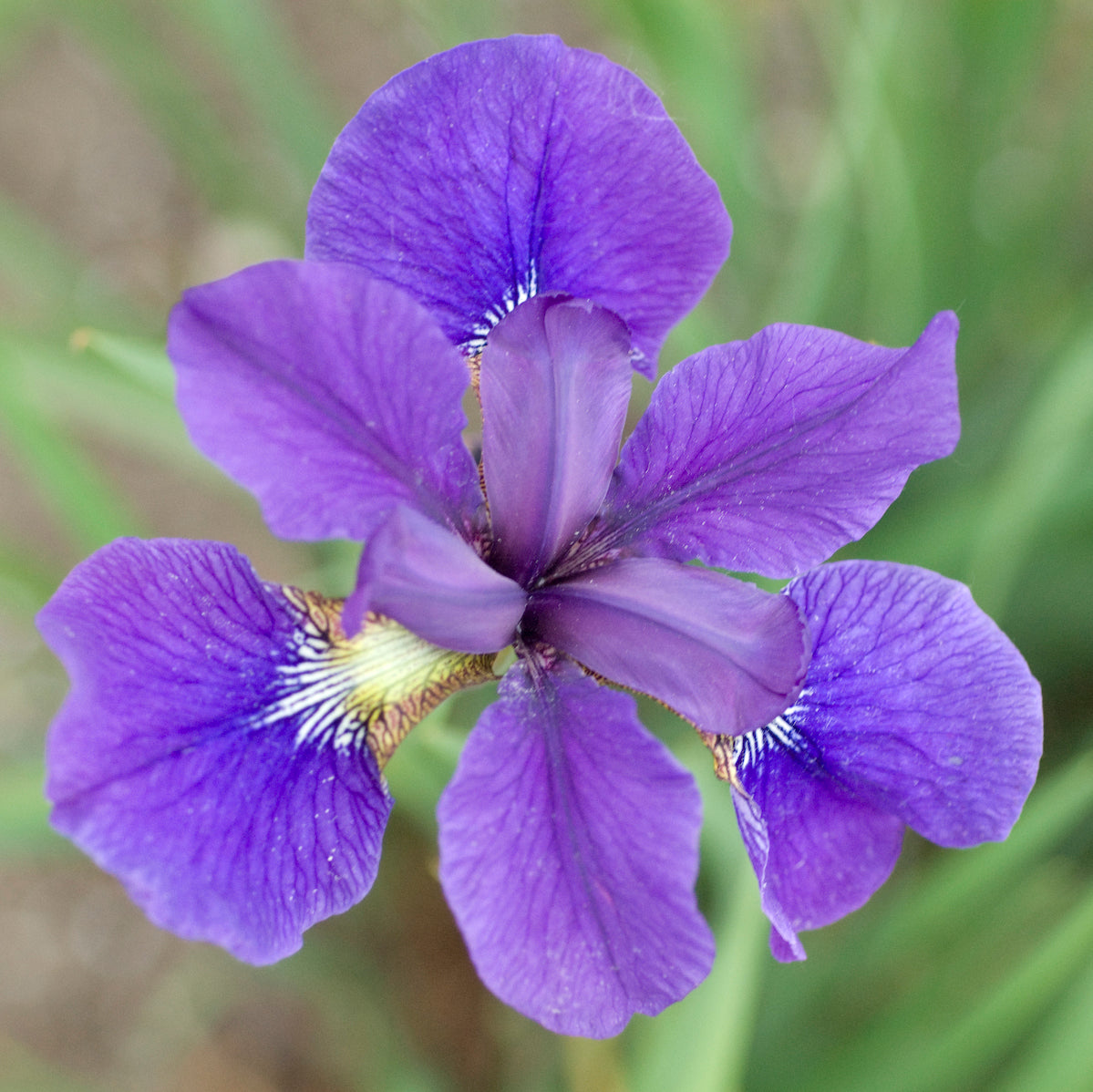 Iris, Siberian 'Caesar's Brother' (Iris)