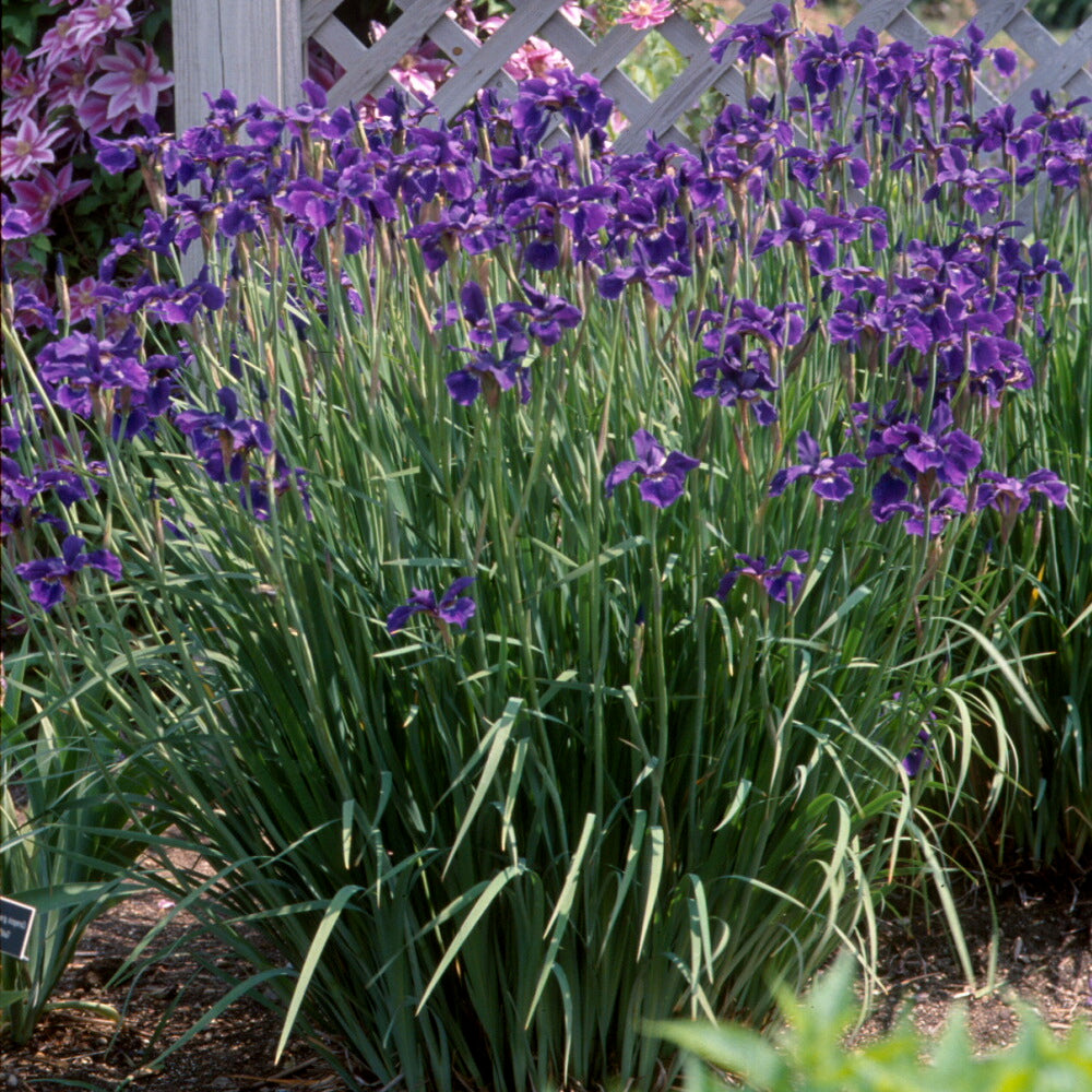 Iris, Siberian 'Caesar's Brother' (Iris)