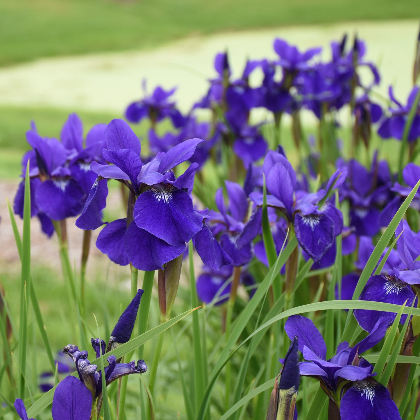 Iris, Siberian 'Caesar's Brother' (Iris)