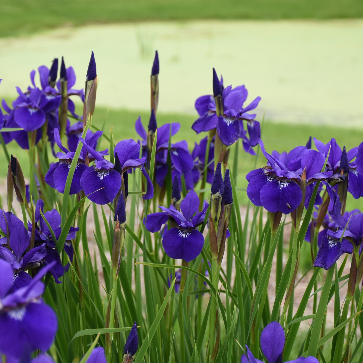 Iris, Siberian 'Caesar's Brother' (Iris)