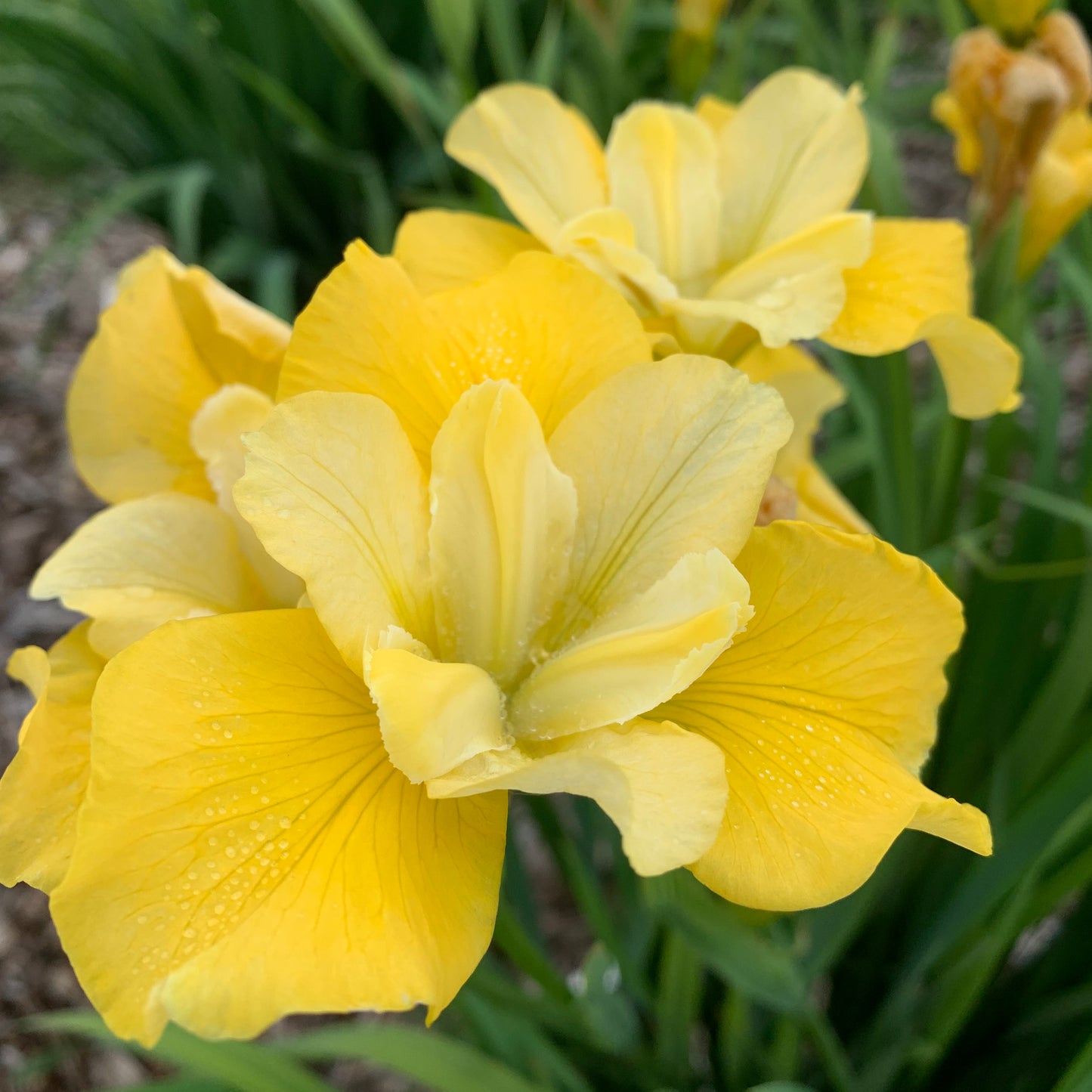 Iris, Siberian 'Sunfisher' (Iris)