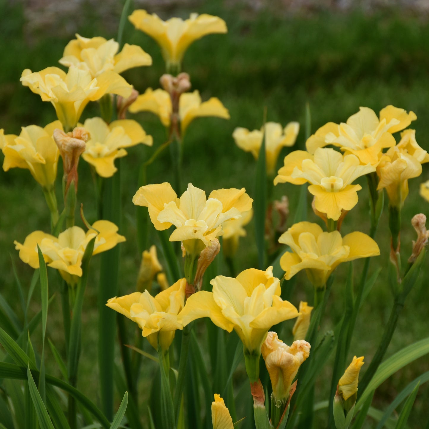 Iris, Siberian 'Sunfisher' (Iris)