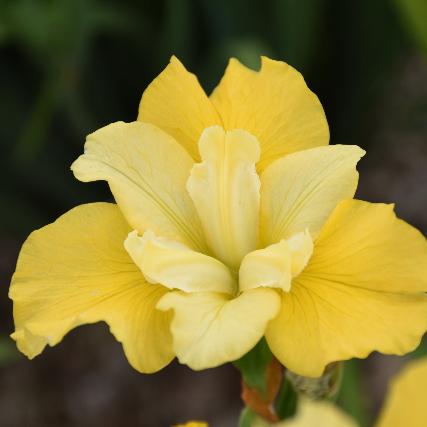 Iris, Siberian 'Sunfisher' (Iris)