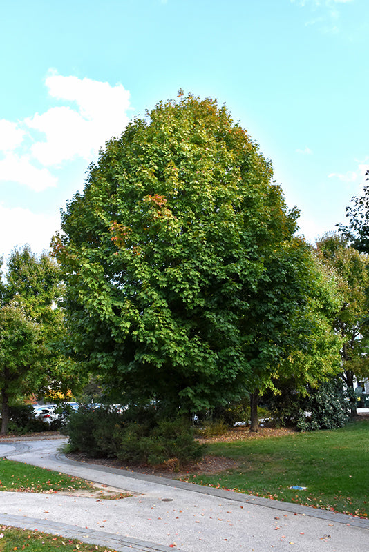 Maple, Sugar 'Legacy' (Acer)