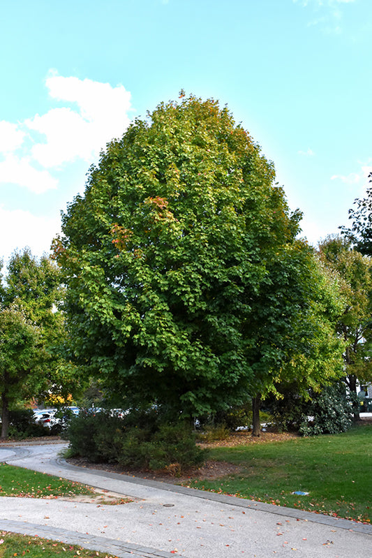 Maple, Sugar 'Legacy' (Acer)