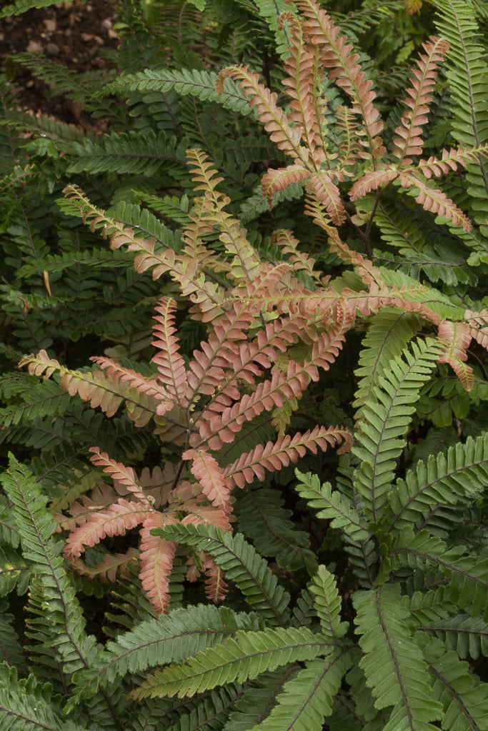 Adiantum hisp. 'Bronze Venus'