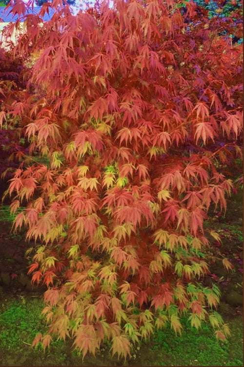 Acer palmatum var. dissectum 'Orange Flame'