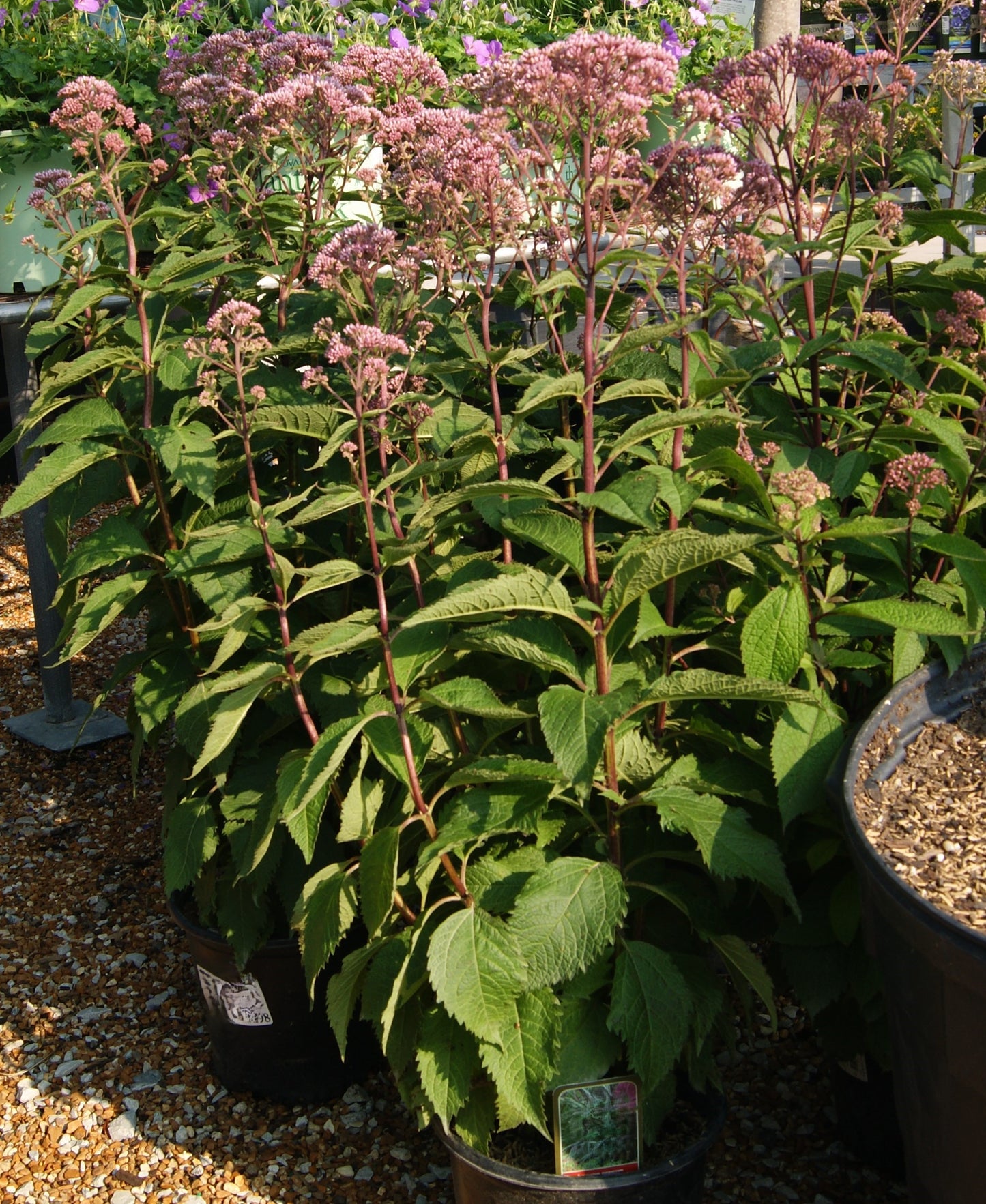 Eutrochium purpureum 'Euphoria Ruby'