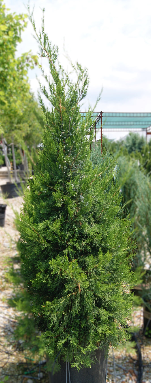 Juniperus c. 'Spartan'