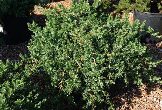 Juniper, Shore Spreading 'Blue Pacific' (Juniperus)