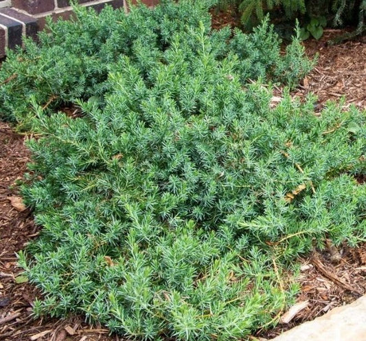 Juniperus conferta 'Blue Pacific'