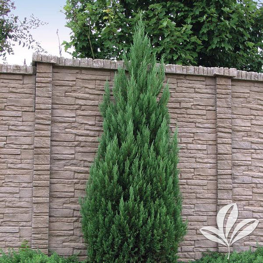 Juniperus c. 'Blue Point'