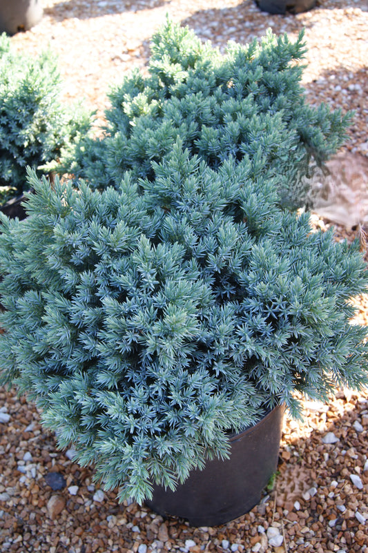 Juniperus squamata 'Blue Star'