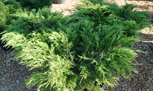 Juniperus sa. 'Calgary Carpet'