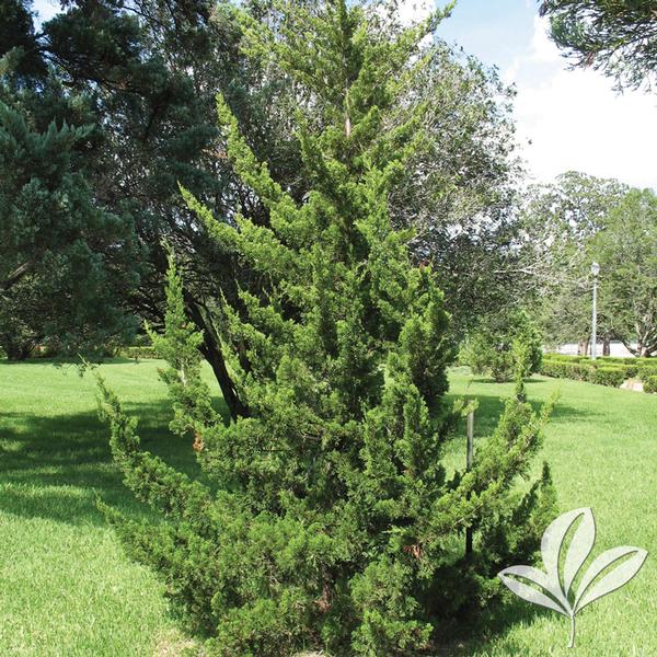 Juniperus v. 'Canaertii'