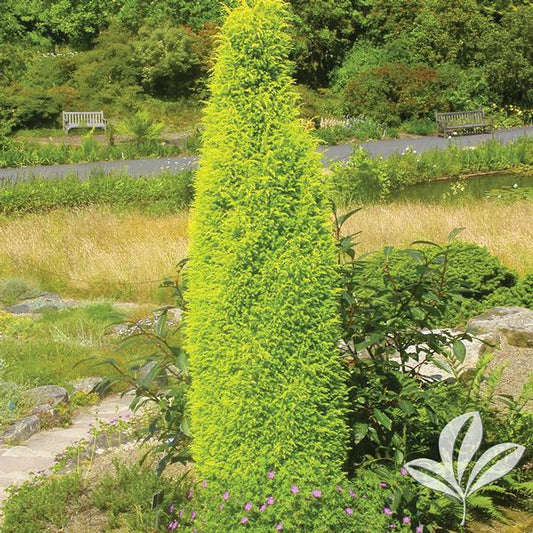 Juniperus com. 'Gold Cone'