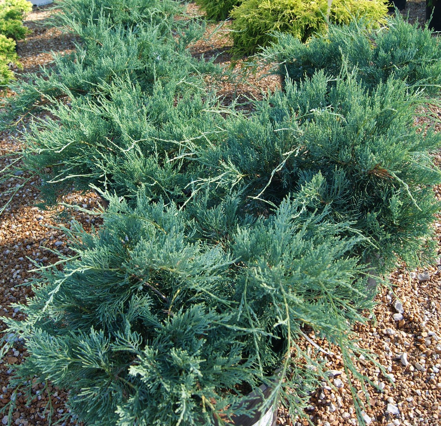 Juniperus v. 'Grey Owl'