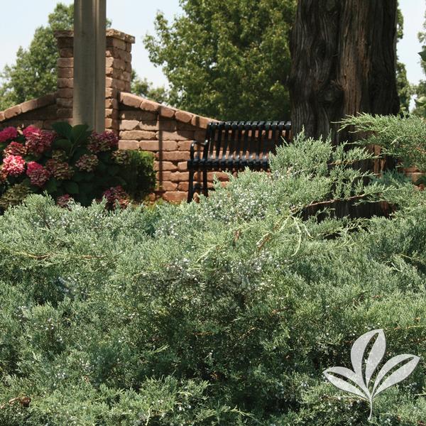 Juniper, Eastern Red Cedar 'Grey Owl' (Juniperus)